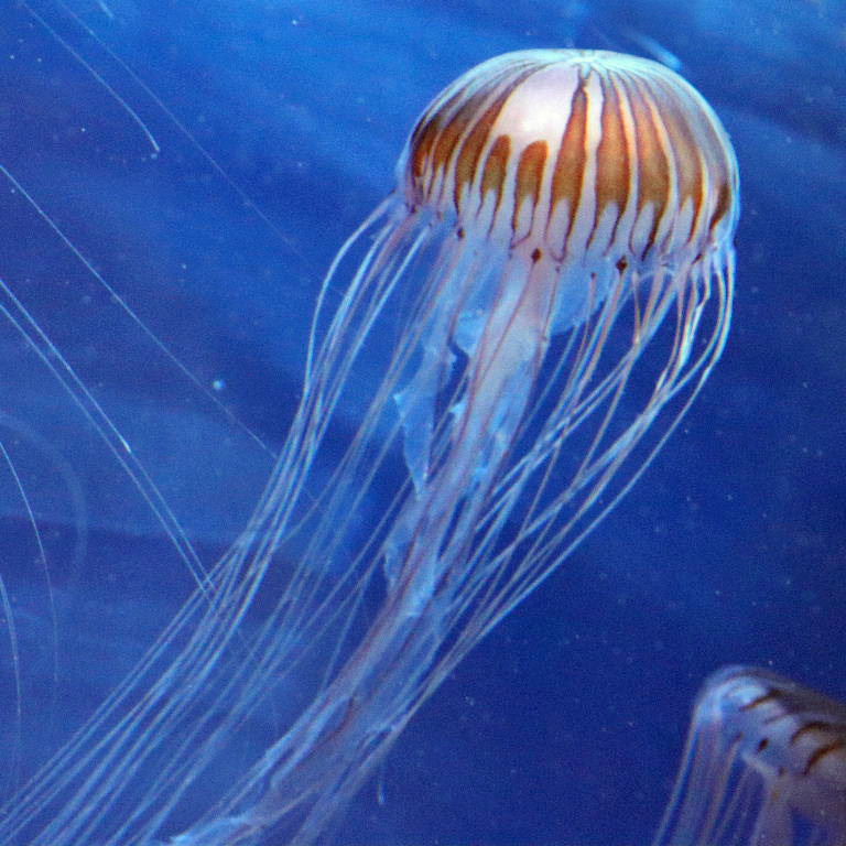 Japanese Sea Nettle