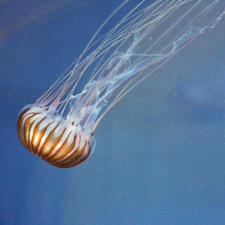 Japanese Sea Nettle