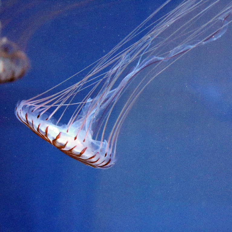 Japanese Sea Nettle