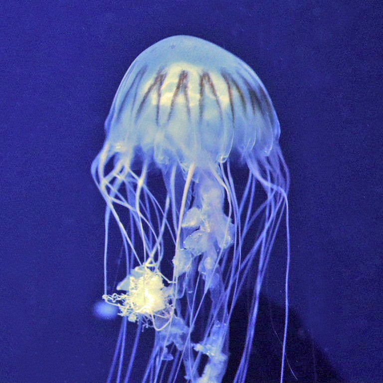 Northern Sea Nettle