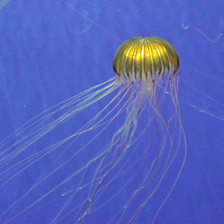 Northern Sea Nettle
