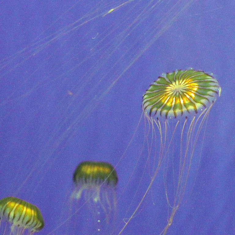 Northern Sea Nettle