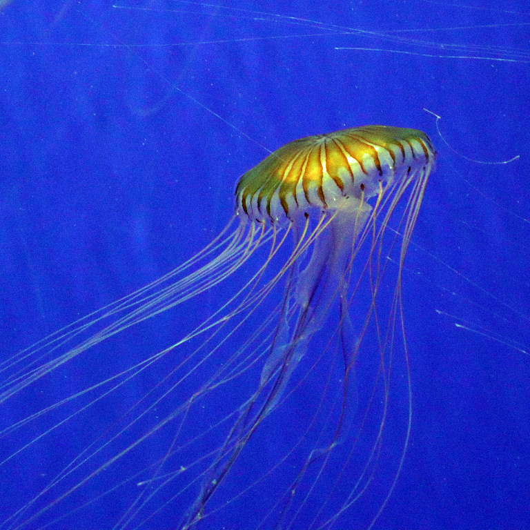 Northern Sea Nettle