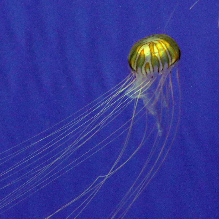 Northern Sea Nettle