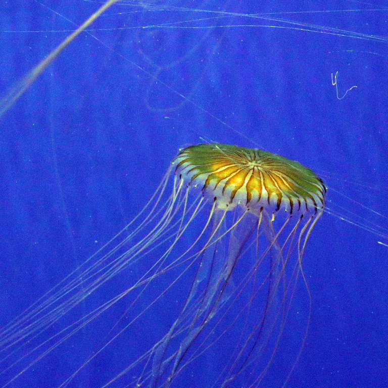 Northern Sea Nettle