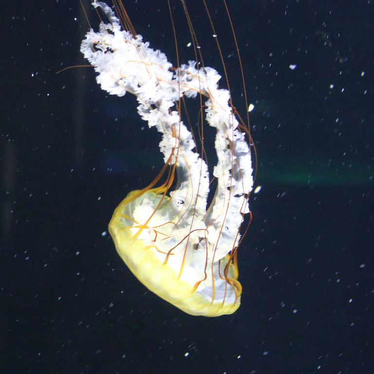 Pacific Sea Nettle