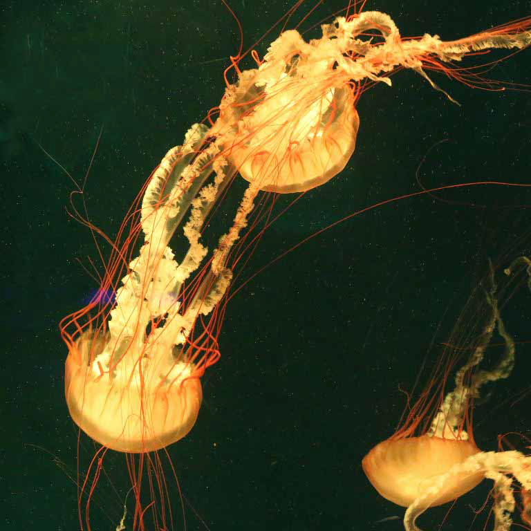 Pacific Sea Nettle