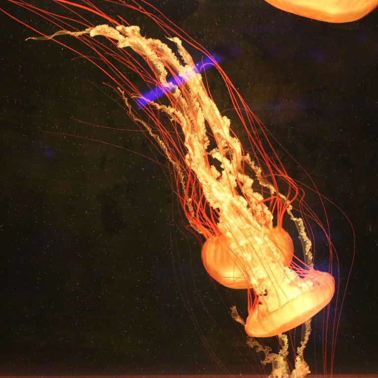 Pacific Sea Nettle