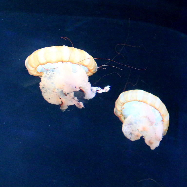 Pacific Sea Nettle