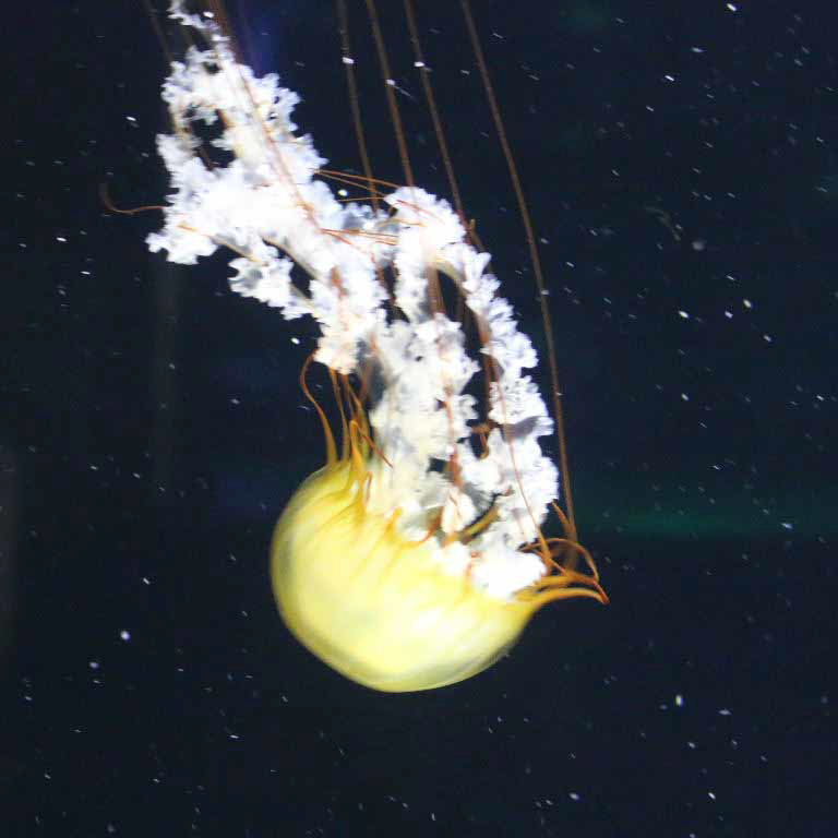 Pacific Sea Nettle