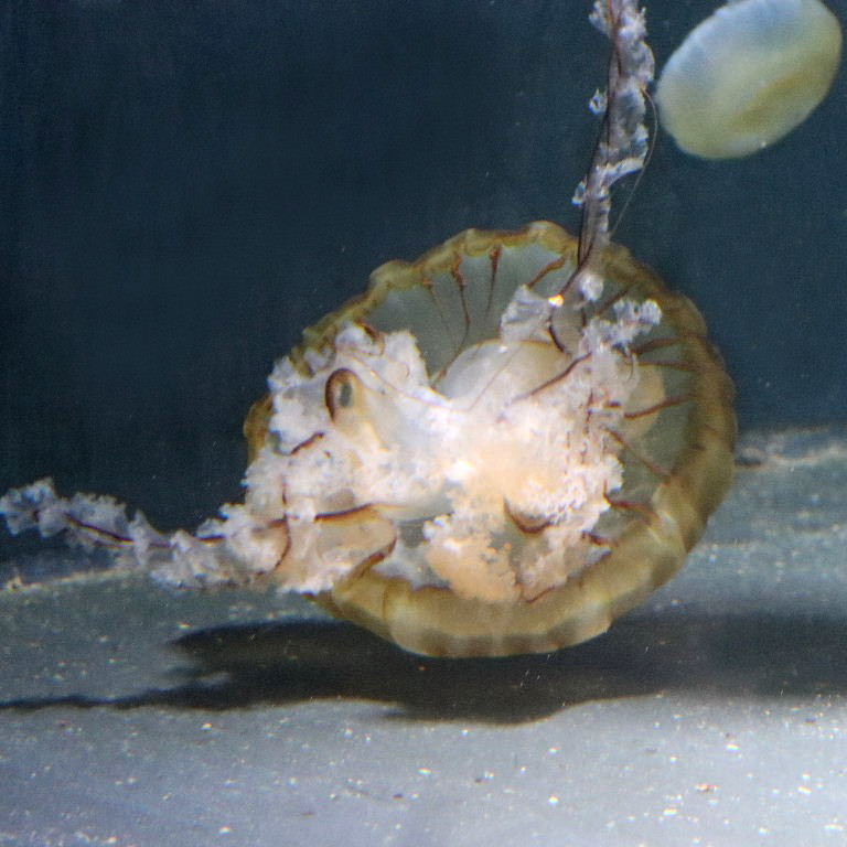 Pacific Sea Nettle