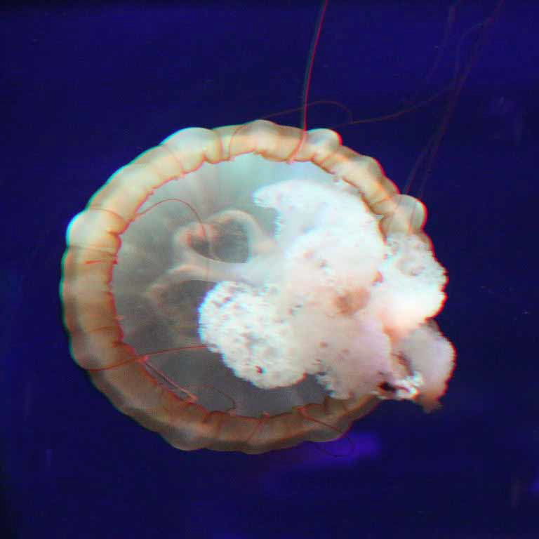 Pacific Sea Nettle