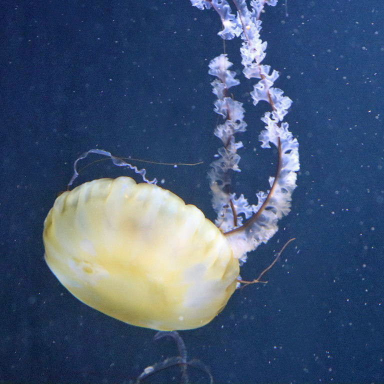 Pacific Sea Nettle