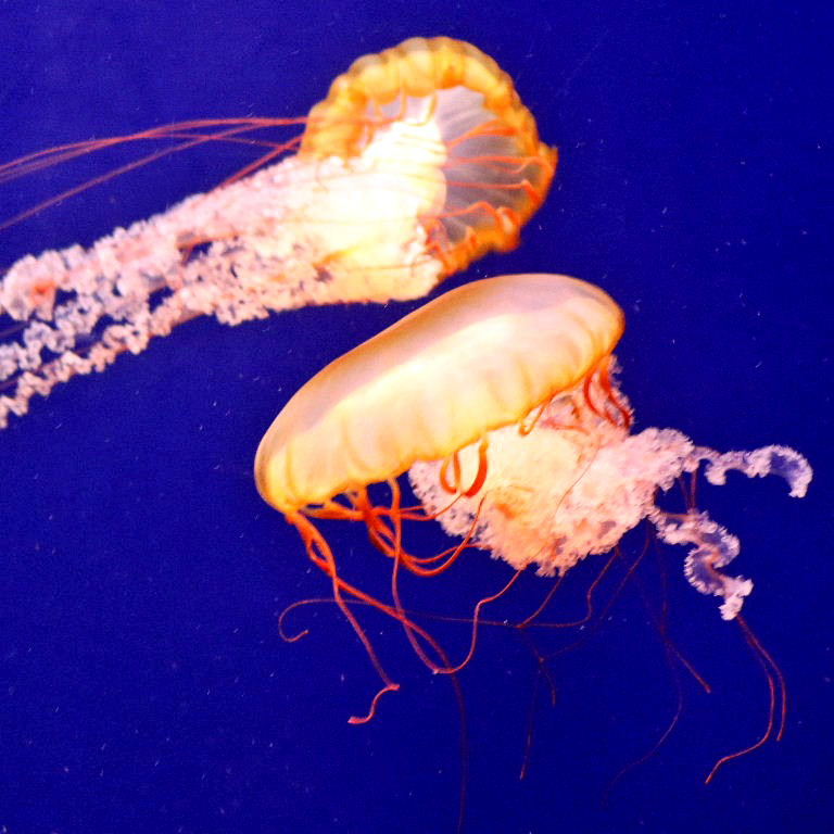 Pacific Sea Nettle