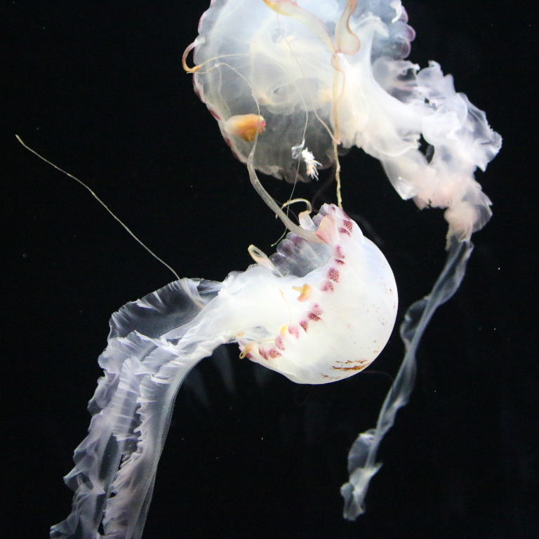 Purple-striped Jellyfish