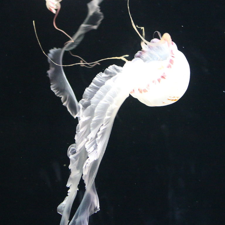 Purple-striped Jellyfish