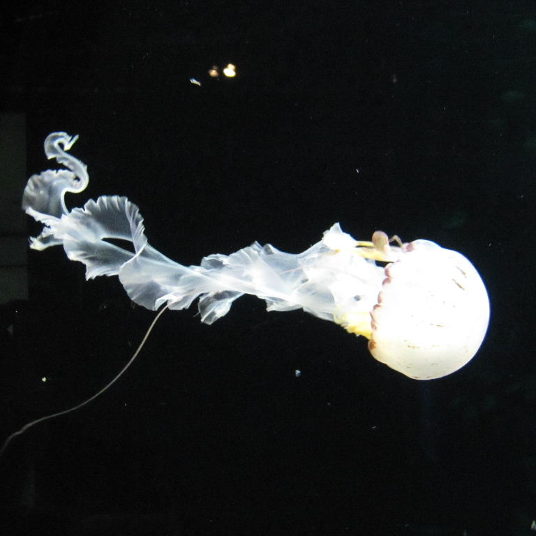 Purple-striped Jellyfish