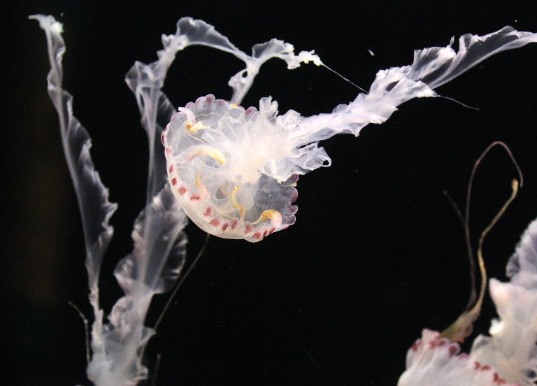 Purple-striped Jellyfish