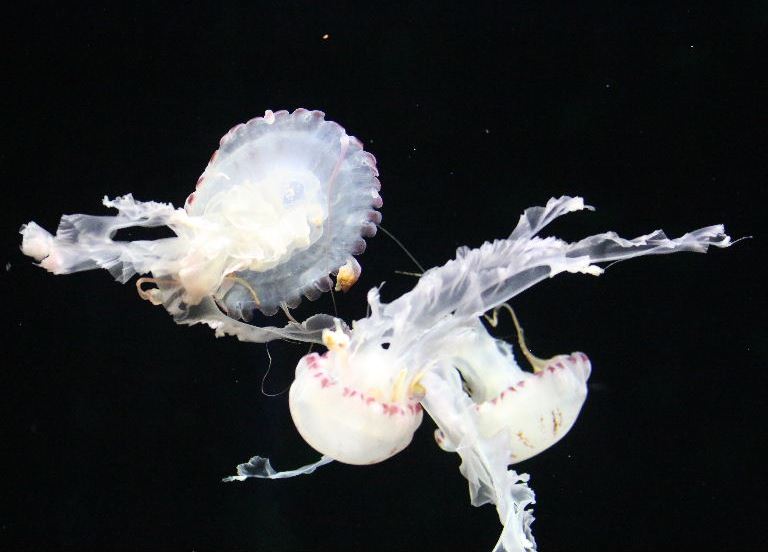 Purple-striped Jellyfish