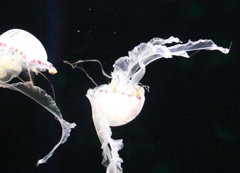Purple-striped Jellyfish