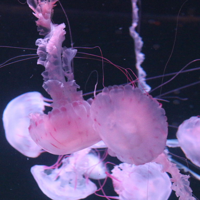 Purple-striped Jellyfish
