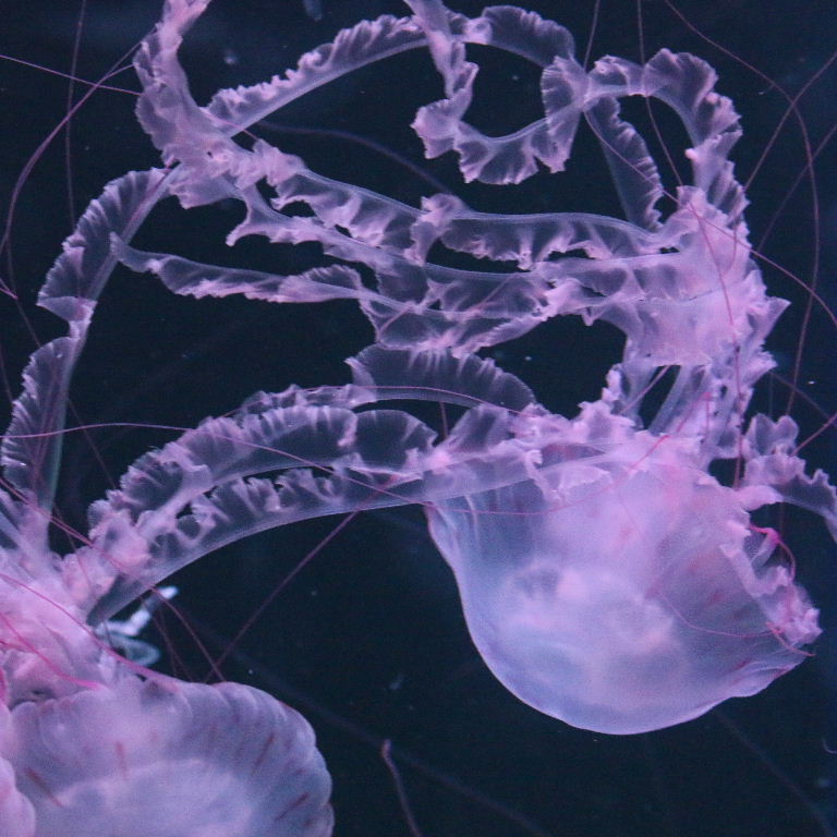 Purple-striped Jellyfish