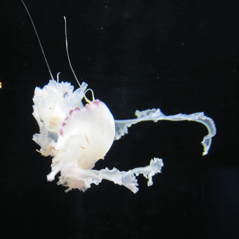 Purple-striped Jellyfish