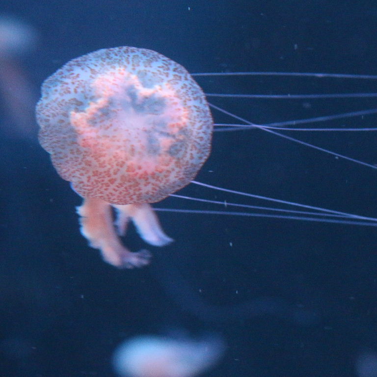 Purple Stinger Jellyfish