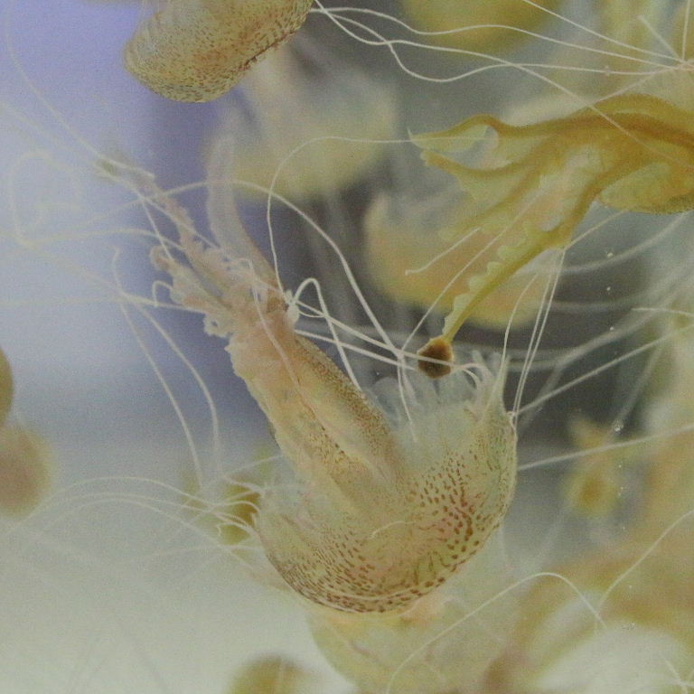 Purple Stinger Jellyfish