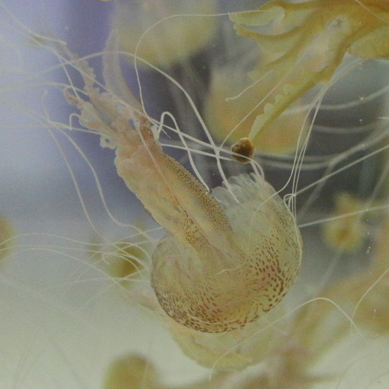 Purple Stinger Jellyfish