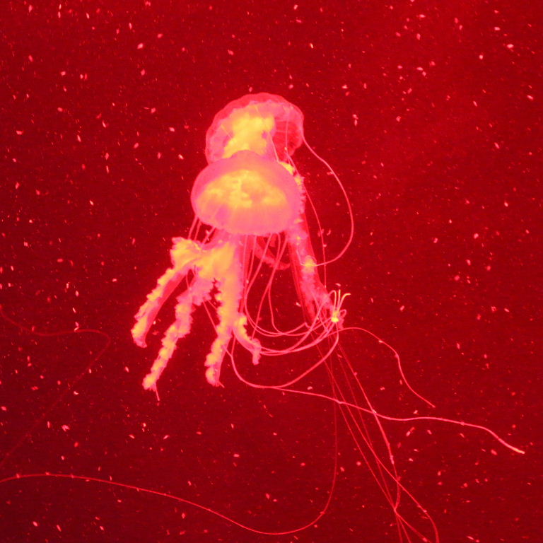 Purple Stinger Jellyfish