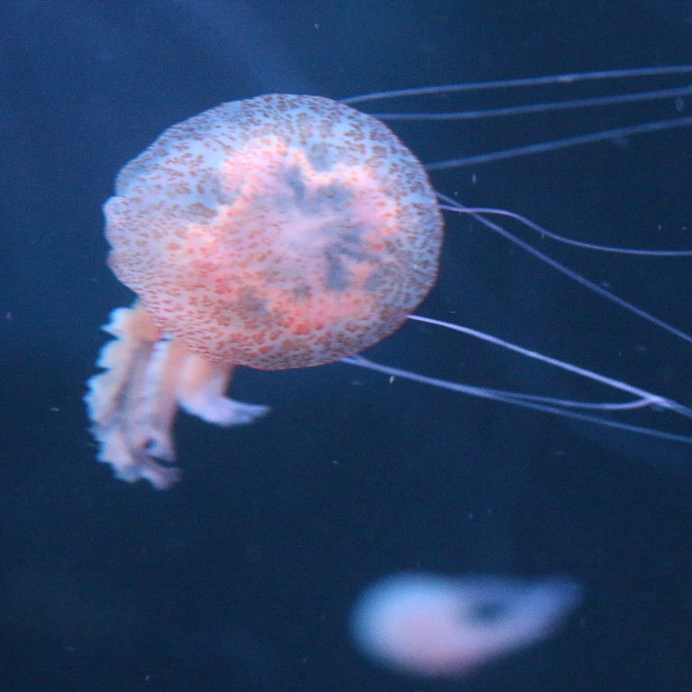 Purple Stinger Jellyfish