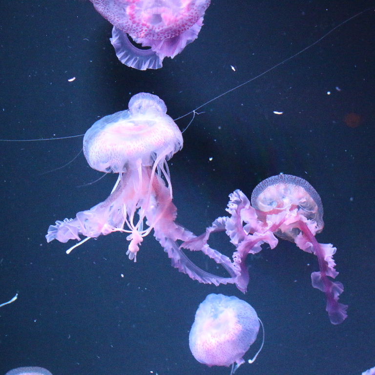 Purple Stinger Jellyfish