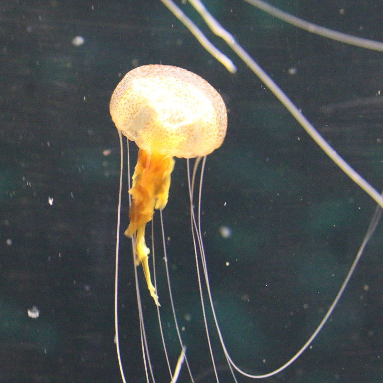 Purple Stinger Jellyfish