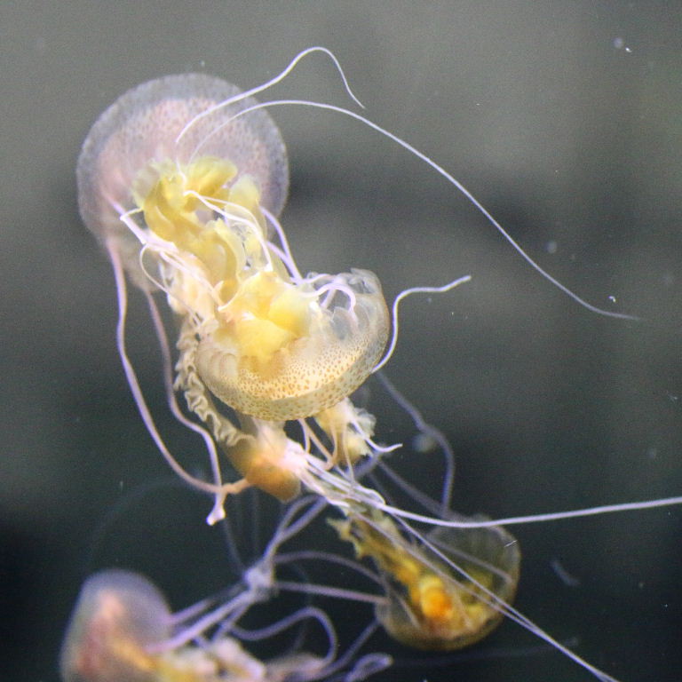 Purple Stinger Jellyfish