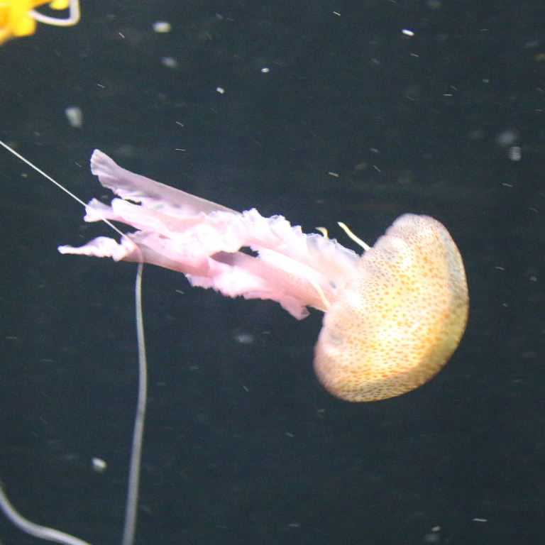 Purple Stinger Jellyfish