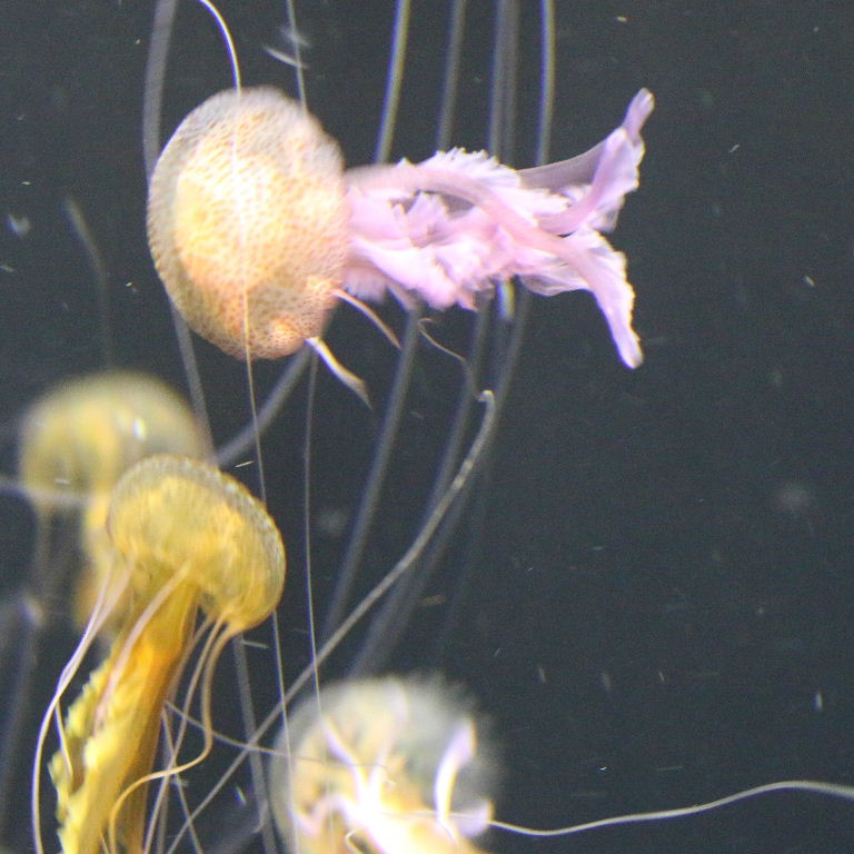 Purple Stinger Jellyfish