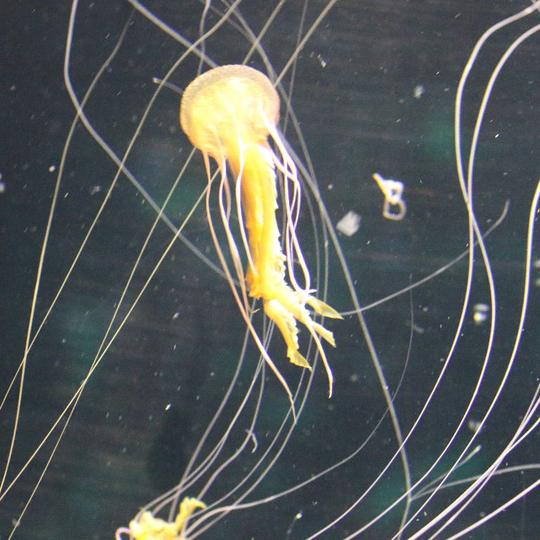 Purple Stinger Jellyfish