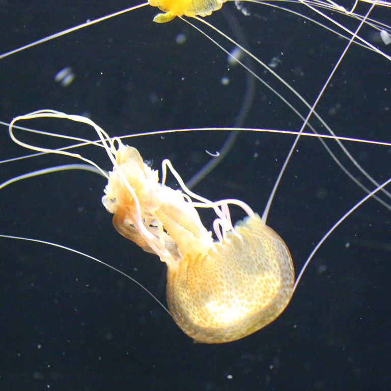 Purple Stinger Jellyfish