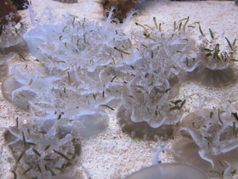 Upsidedown Jellyfish
