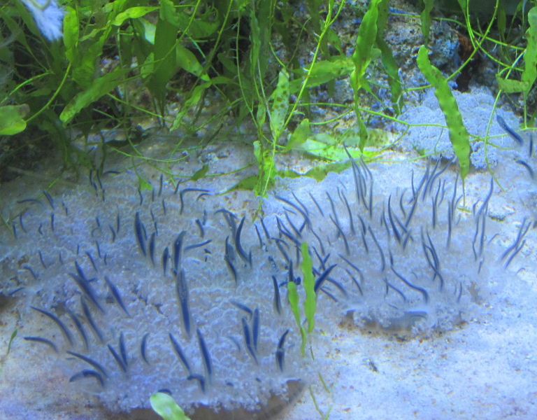 Upsidedown Jellyfish