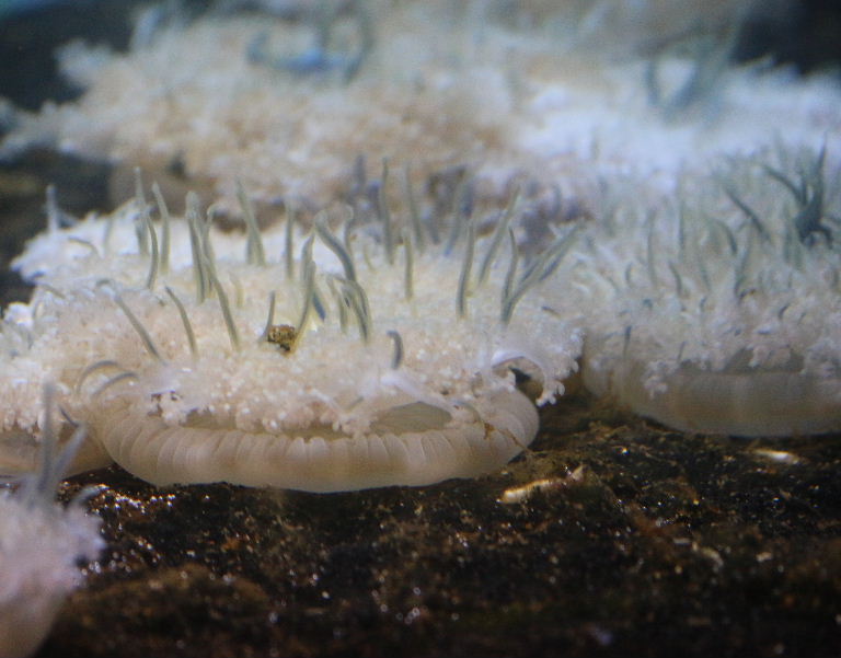 Upsidedown Jellyfish
