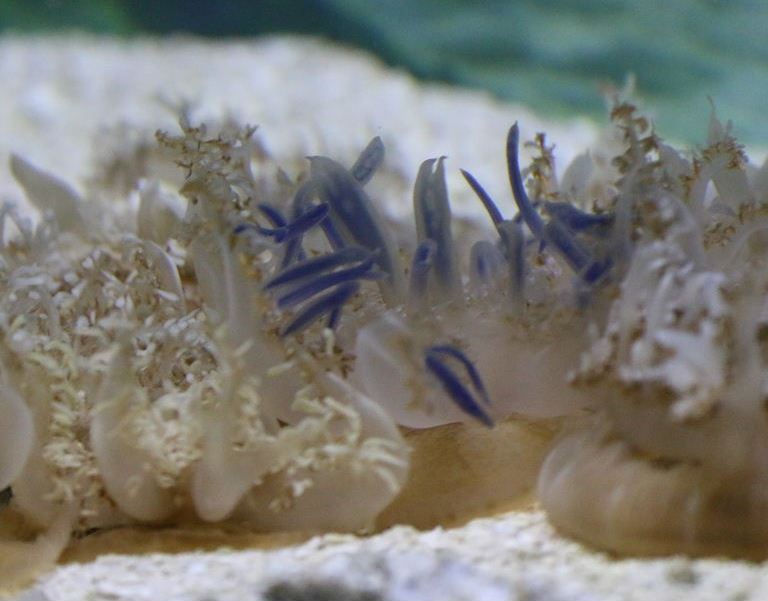 Upsidedown Jellyfish