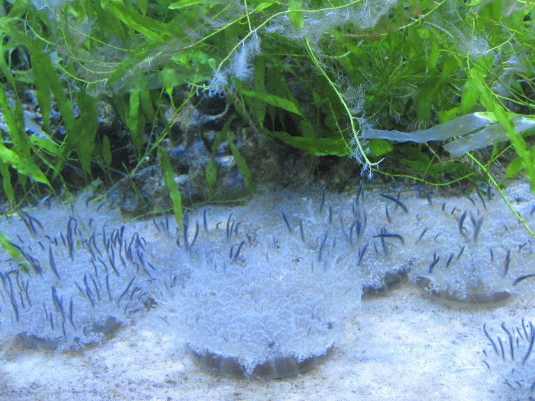 Upsidedown Jellyfish