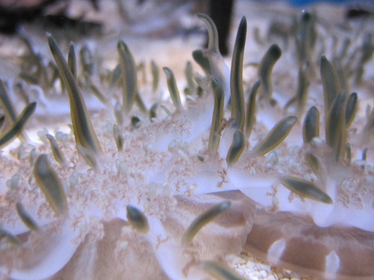 Upsidedown Jellyfish