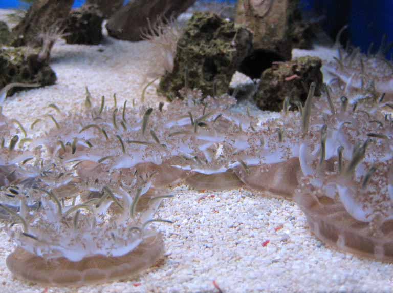 Upsidedown Jellyfish