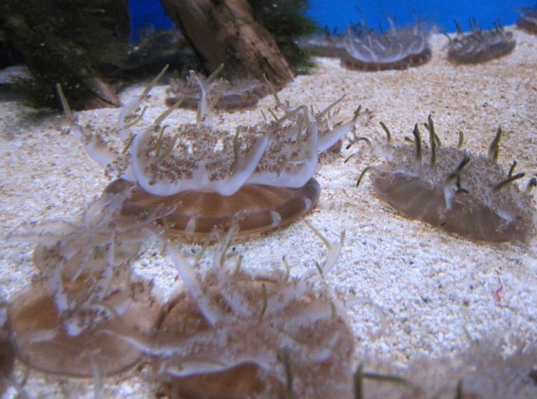 Upsidedown Jellyfish