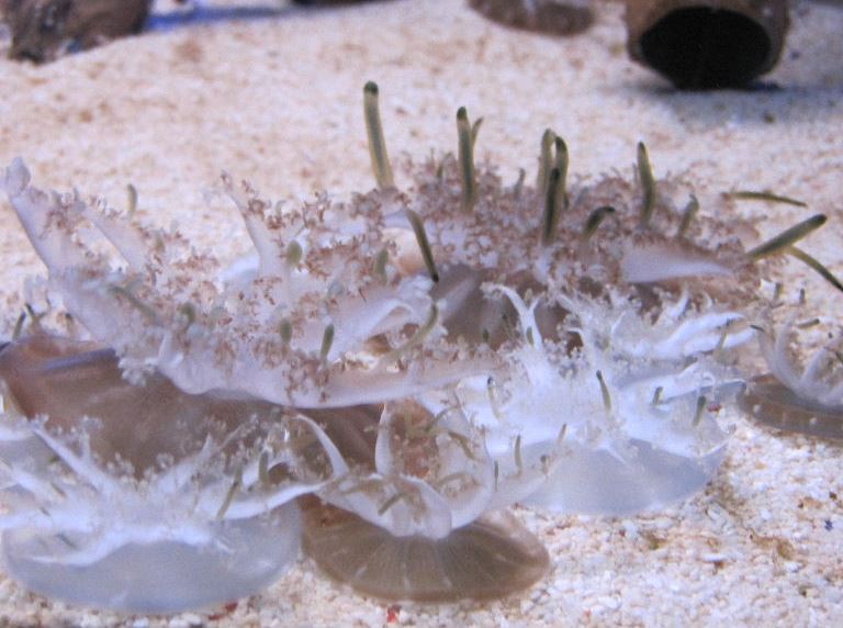 Upsidedown Jellyfish