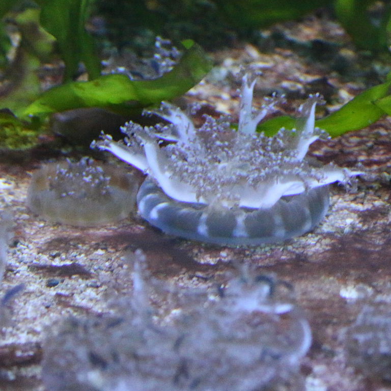 Upsidedown Jellyfish
