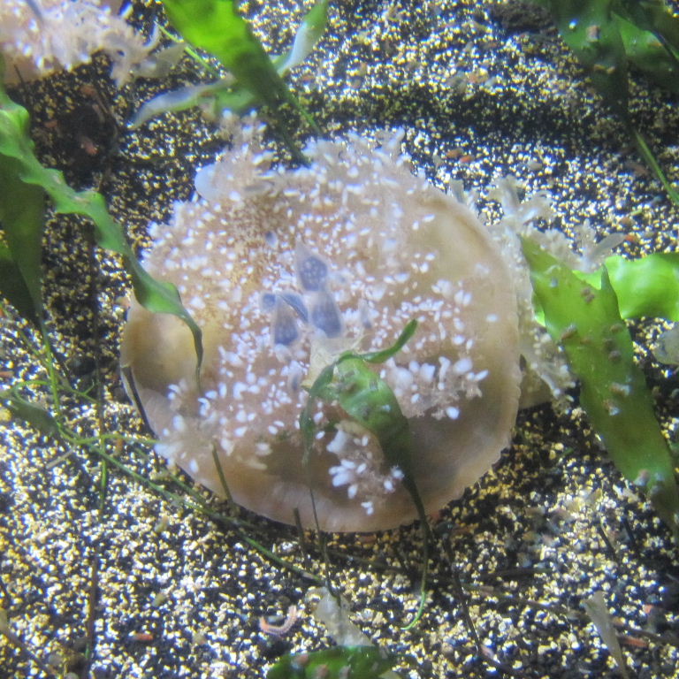 Upsidedown Jellyfish